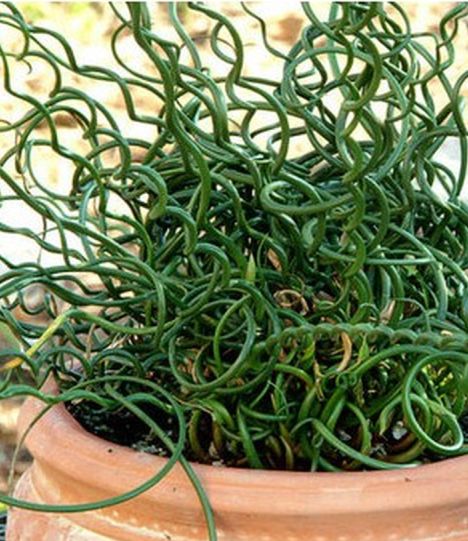 JUNCUS effusus spiralis 'Twister'